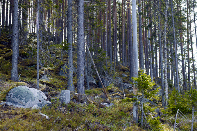 Skog er fornybart råstoff for Silva Green Fuel og dets biodrivstoff.